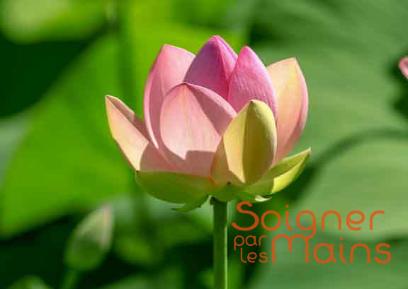 fleur lotus soigner par les mains reiki langon